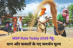 MSP Rate Today 2026: गेहूं, धान और फसलों के नए समर्थन मूल्य